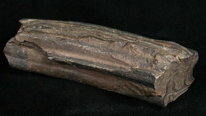 Pleistocene Aged Fossil Horse Tooth - Florida #10283